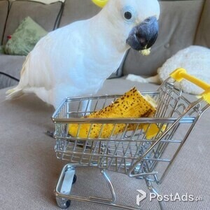 Cockatoo Parrots available | PostAds PH