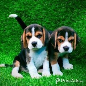 Beagles Babies | PostAds PH