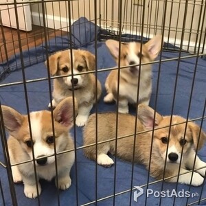 Corgi Puppies | PostAds PH