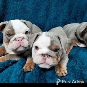 English Bulldog Puppies | PostAds PH