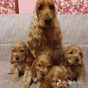 Cocker Spaniel | PostAds PH