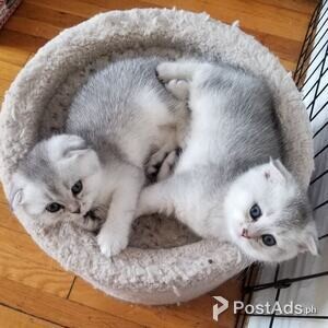 SCOTTISH FOLD BABIES | PostAds PH
