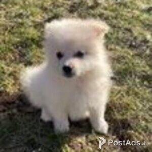 pomeranian puppies | PostAds PH