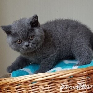 british shorthair | PostAds PH