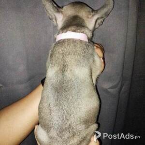 Poms and French bullies | PostAds PH