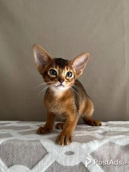 abyssinian kittens