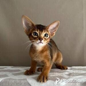 abyssinian kittens | PostAds PH