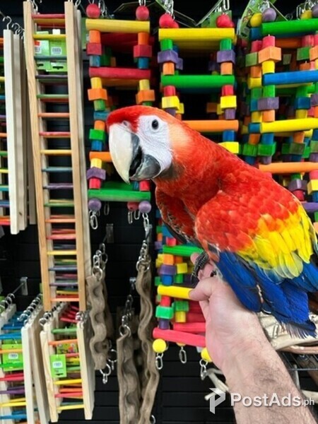 tame 2 year scarlet macaw parrot