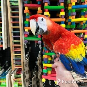 tame 2 year scarlet macaw parrot | PostAds PH