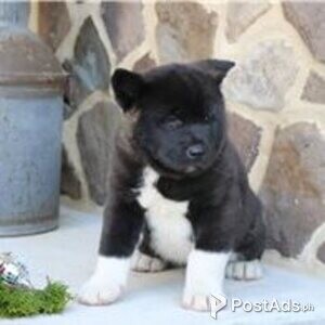 akita puppies | PostAds PH
