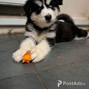 alaskan malamute puppy | PostAds PH