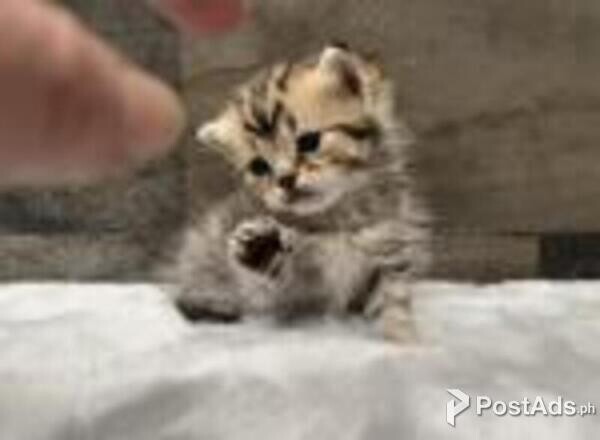 american bobtail