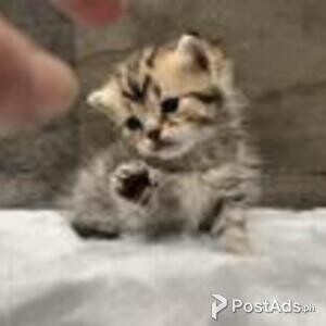 american bobtail | PostAds PH