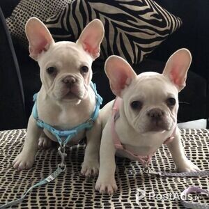 Well trained English Bulldogs Pupies For Sale | PostAds PH