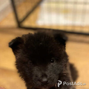 American Akita puppies | PostAds PH