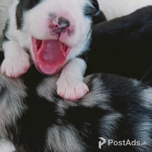 Australian sheper puppies | PostAds PH