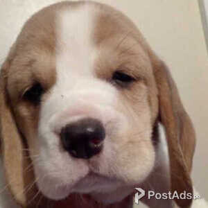 top quality show beagles | PostAds PH