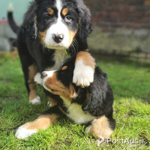 Bernese Mountain dog puppies!!! | PostAds PH