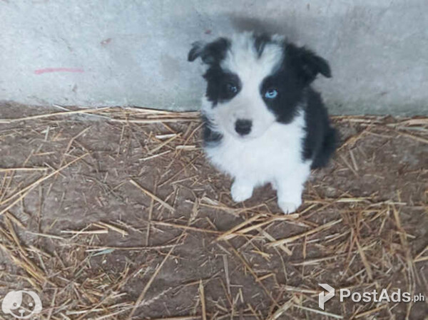 Black and white border collie puppies 