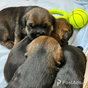 Stunning kc border terriers looking for their forever home | PostAds PH