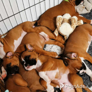 Beautiful K C registered Boxer Puppies | PostAds PH