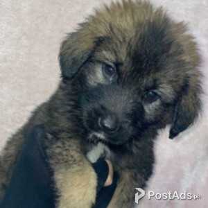 Caucasian shepherd | PostAds PH