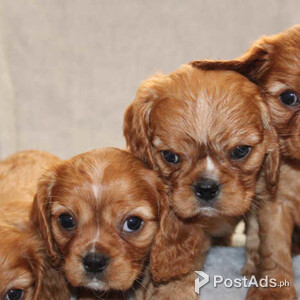 Cavalier King Charles Spaniel Puppies | PostAds PH