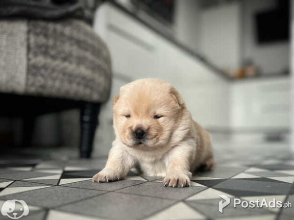 Chow chow puppies