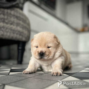Chow chow puppies | PostAds PH