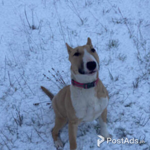 English bull terrier | PostAds PH