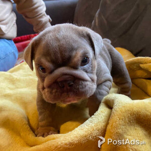 Stunning English Bulldog puppy | PostAds PH