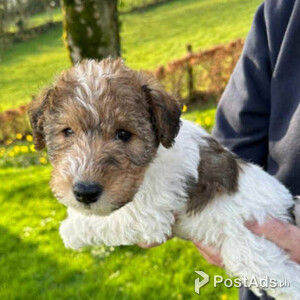 Lovely wire haired fox terrier puppies | PostAds PH