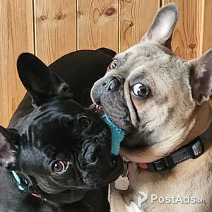 Male and female french bulldog | PostAds PH