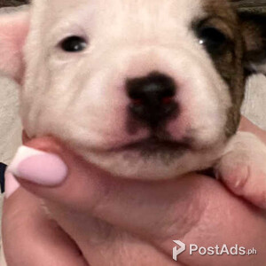 Jack Russell pups | PostAds PH