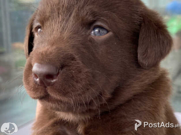 KC reg Labrador Retriever pups