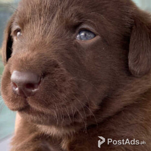 KC reg Labrador Retriever pups | PostAds PH