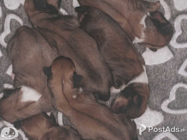 Beautiful Lhasa apso puppies 