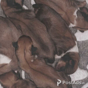 Beautiful Lhasa apso puppies | PostAds PH