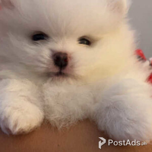 Kc Pom puppies | PostAds PH