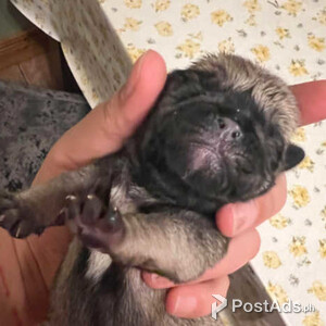Pug puppies | PostAds PH