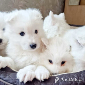 Gorgeous samoyed puppies | PostAds PH