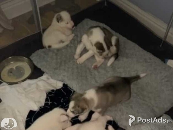 Siberian husky puppies