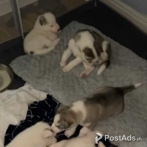 Siberian husky puppies | PostAds PH
