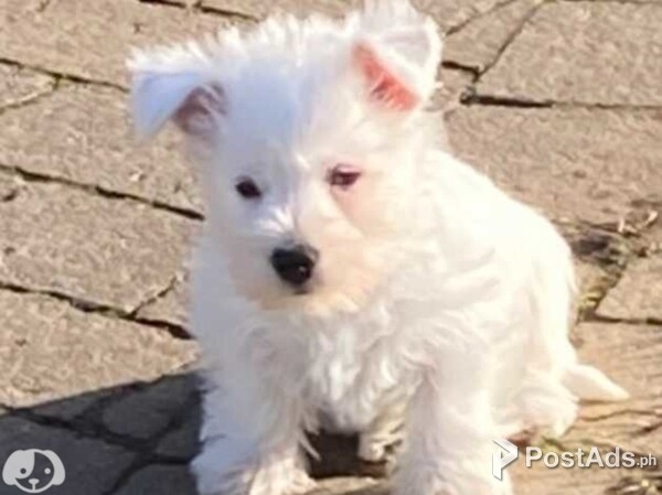 WEST HIGHLAND WHITE TERRIER PUPPIES