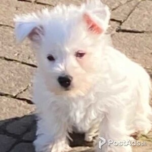 WEST HIGHLAND WHITE TERRIER PUPPIES | PostAds PH