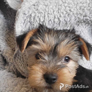 Yorkshire terrier ready now | PostAds PH