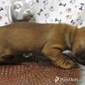 dachschund puppies | PostAds PH