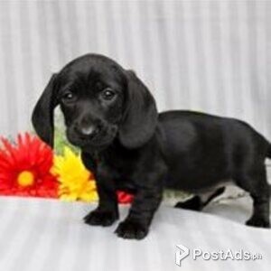 dachschund miniature puppies | PostAds PH