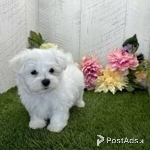 maltese puppies | PostAds PH