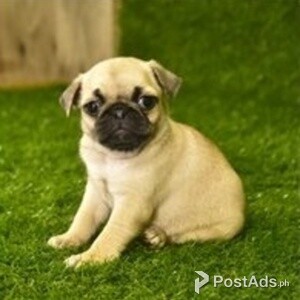 pug puppies | PostAds PH